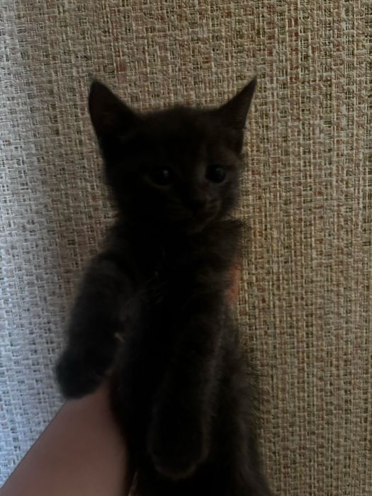 Котята ищут дом!!