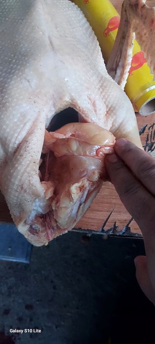 Срочна продам мясо гуся