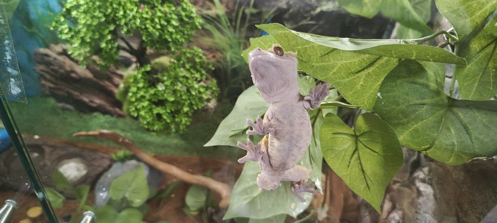 Vând șopârlă Gecko cu terariu – 1.300 lei”.