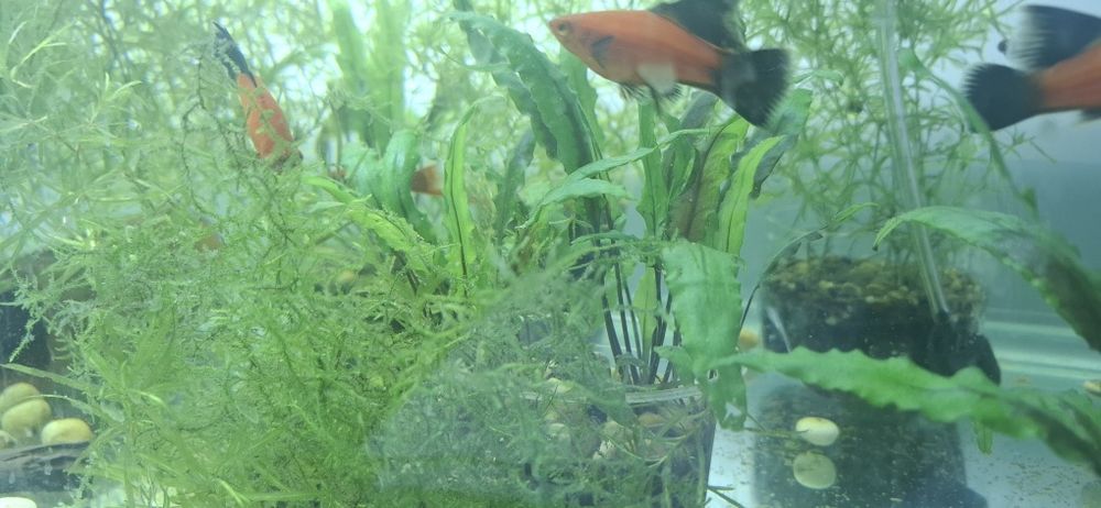 Аквариумные растение,akvarium usimliklari.