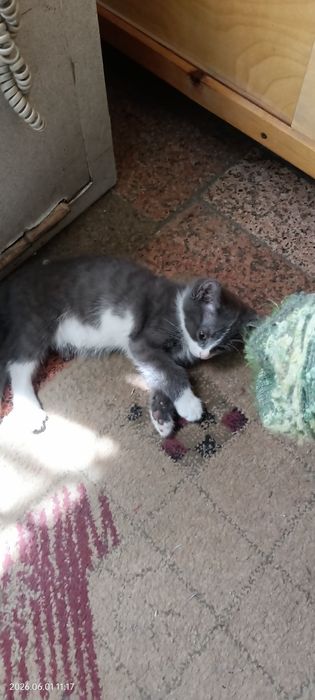 Ласковые котята! Бесплатно.