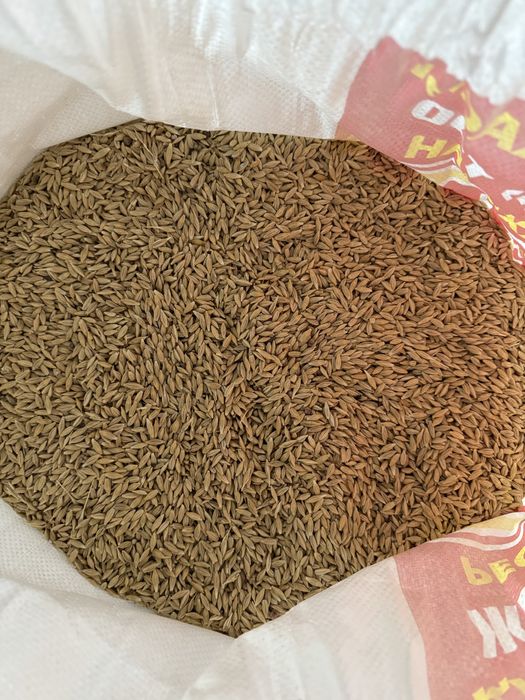 Арпа ұрық ячмень семена