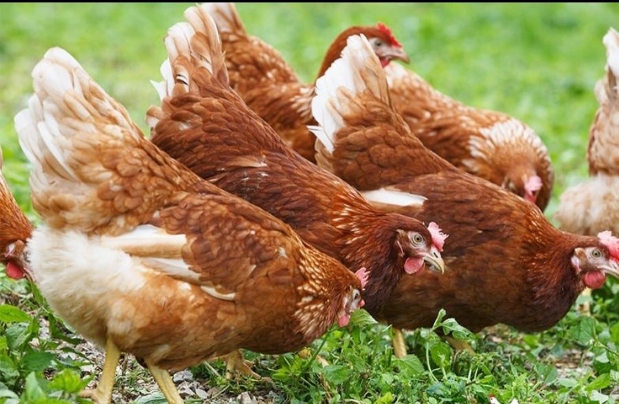 Gaiani outoare plin ciclu de ouat