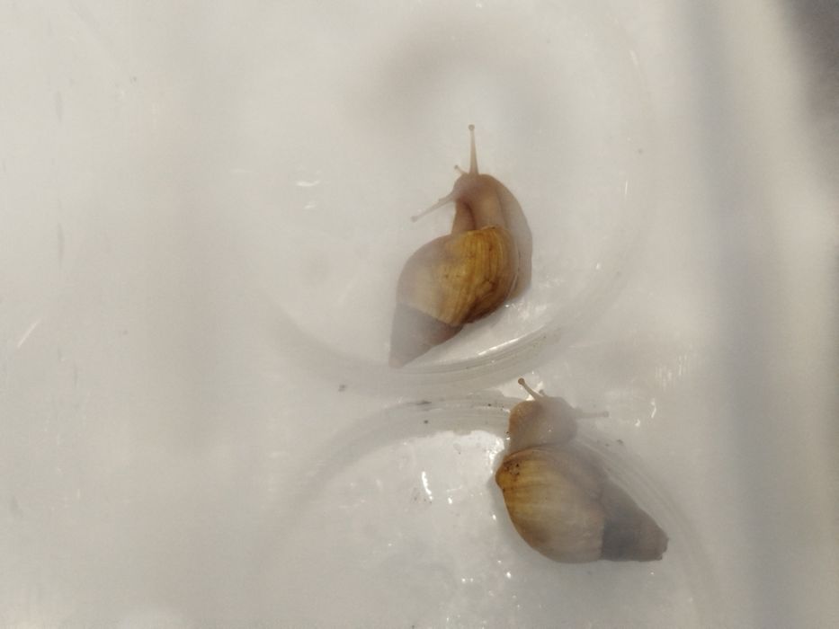 Улитки для лица Улитка Ахатины