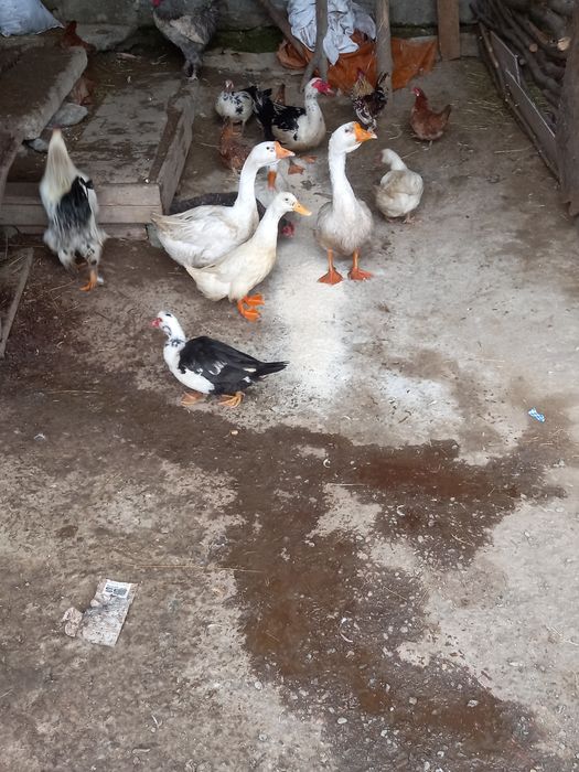 Vând gâini Brahms și rate mai multe rase