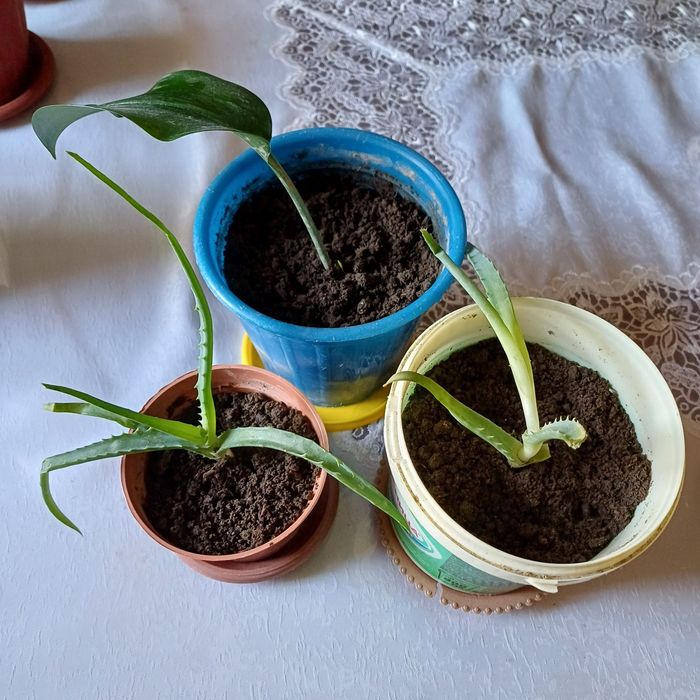 Продам комнатные цветы.