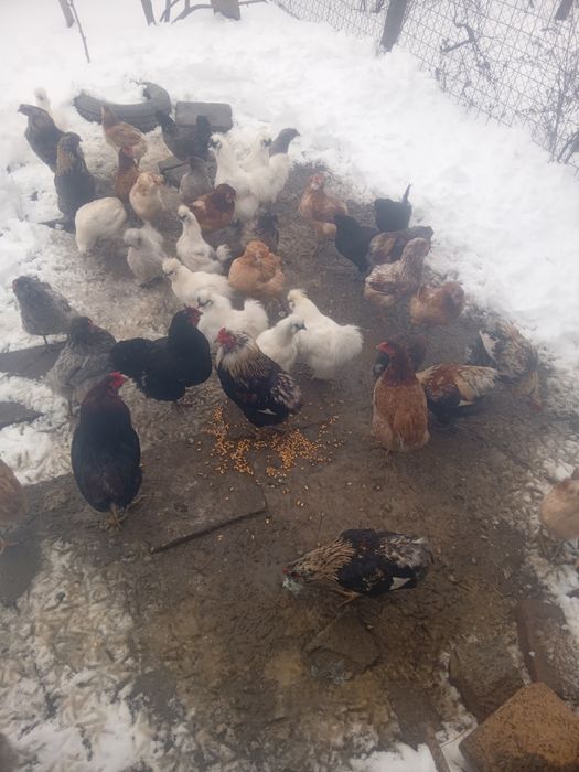 Gaini Araucana si Matase japoneza