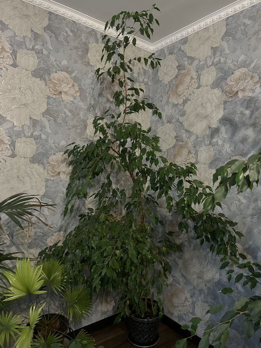 продам фикусы бенжамина