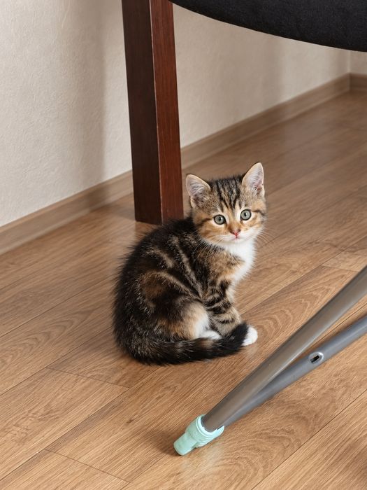 Трёхцветная кошечка, 2 месяца.