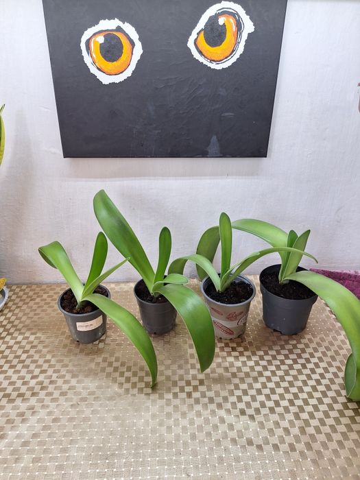 Продам комнатные цветок гемантус