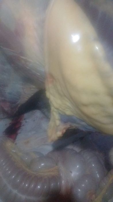 Жабагы сатам соғым