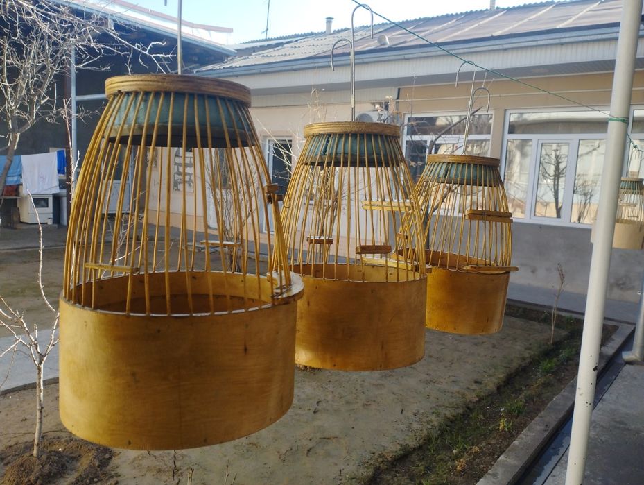 Bedana toʻrqovoq Toshkenda