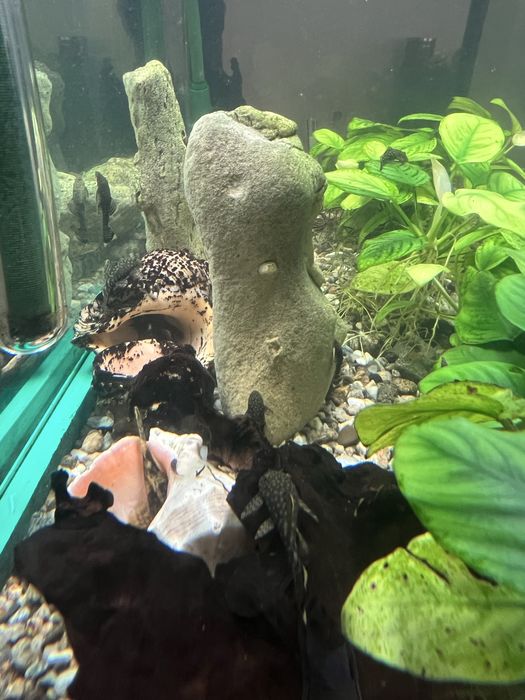 Анцитрус аквариумни рибки