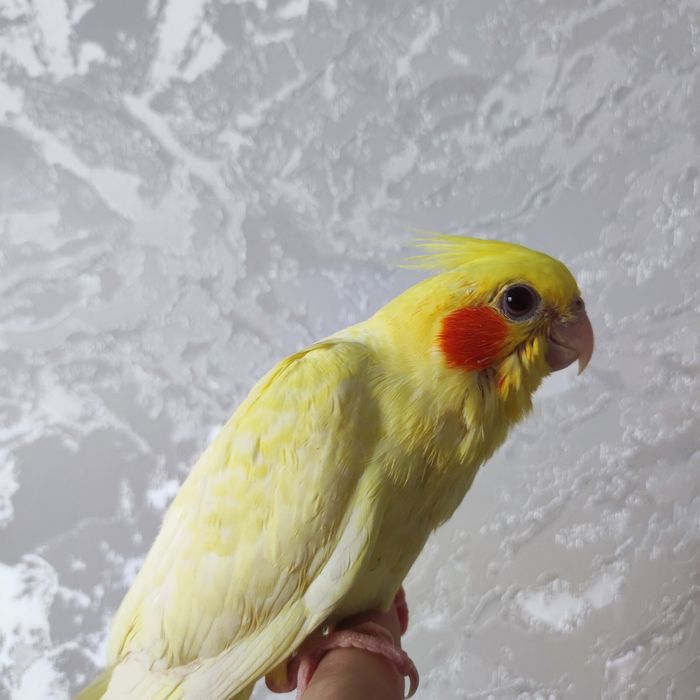 Karella ruchnoy sotiladi ручной попугай карелла