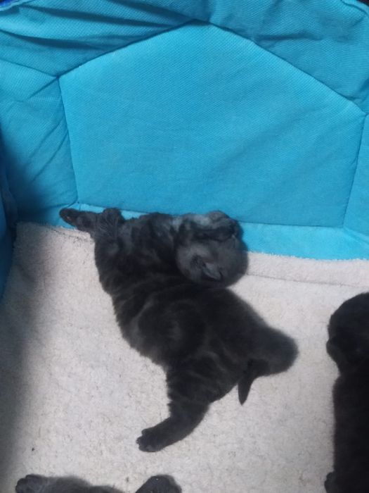 Продам котят британцы