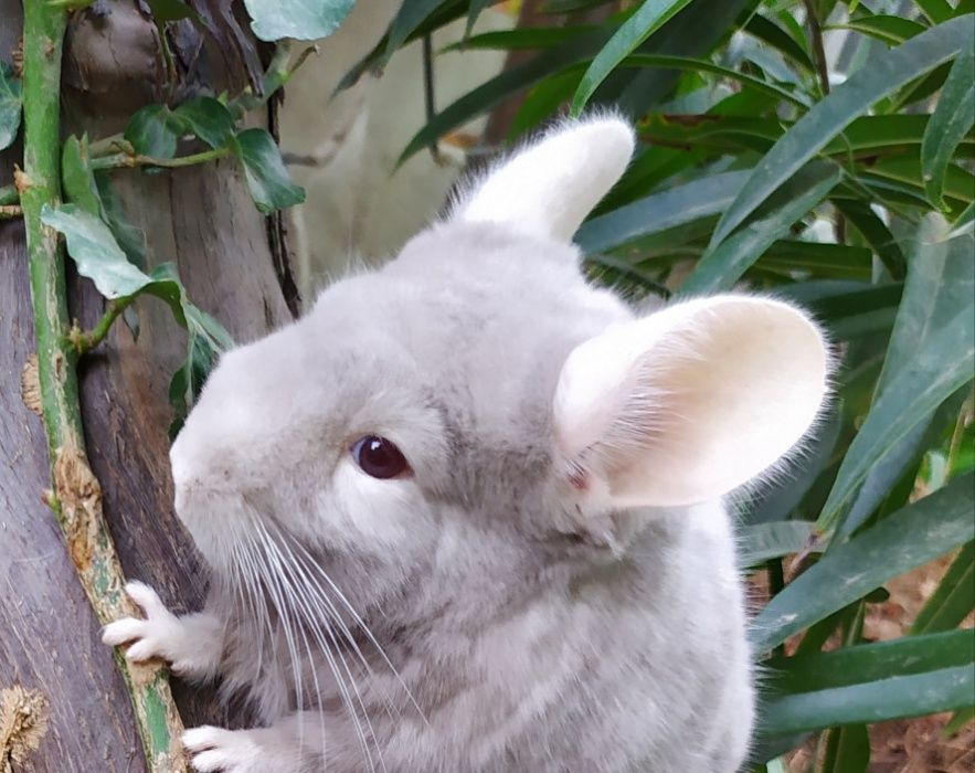 Шиншилла в Ташкенте