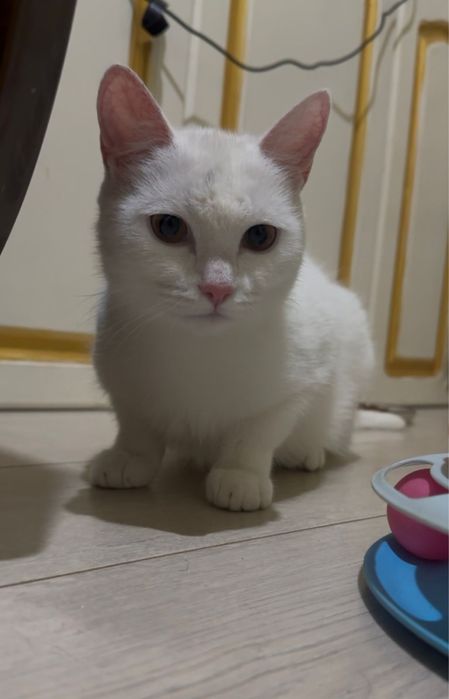 Кошка 8 месяцев.