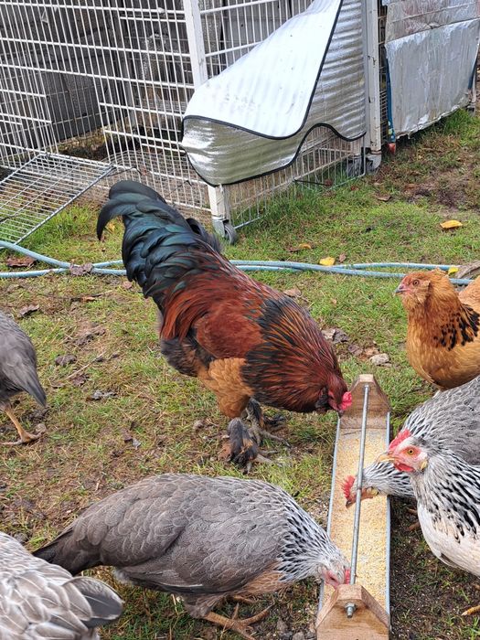 Cocoș metis de ameraucana, marans, italiana
