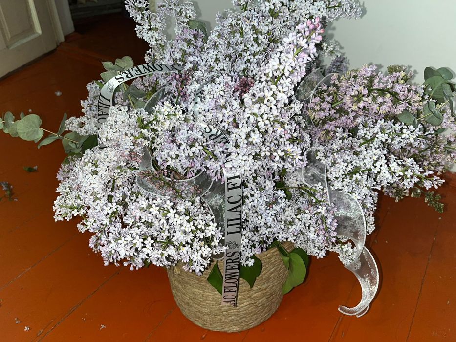 Гүл апрелская сирень