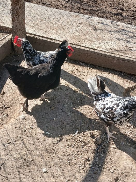 Продам кур несушек