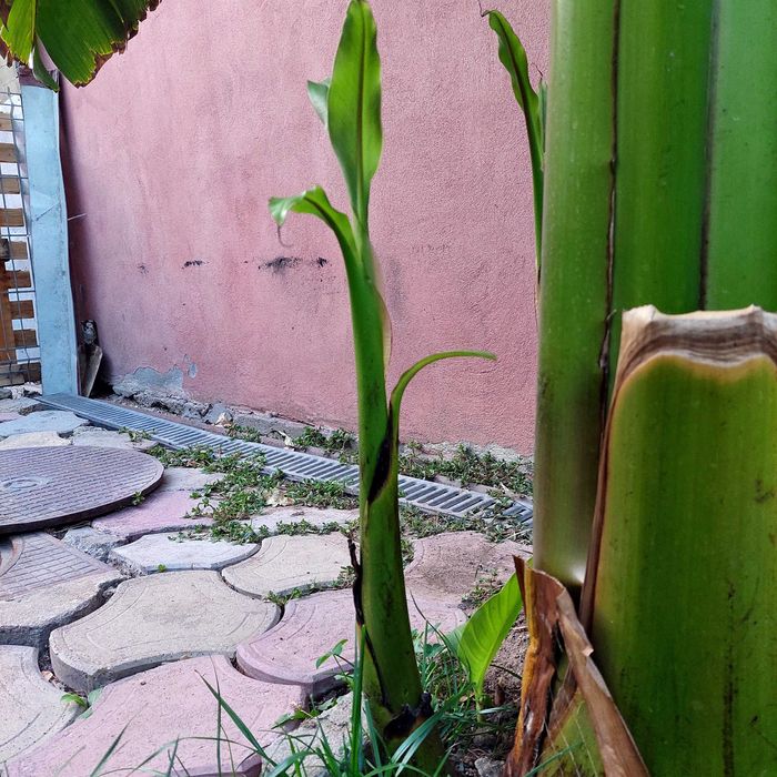 Pui bananier japonez Musa basjoo de la 50 lei . Bucuresti