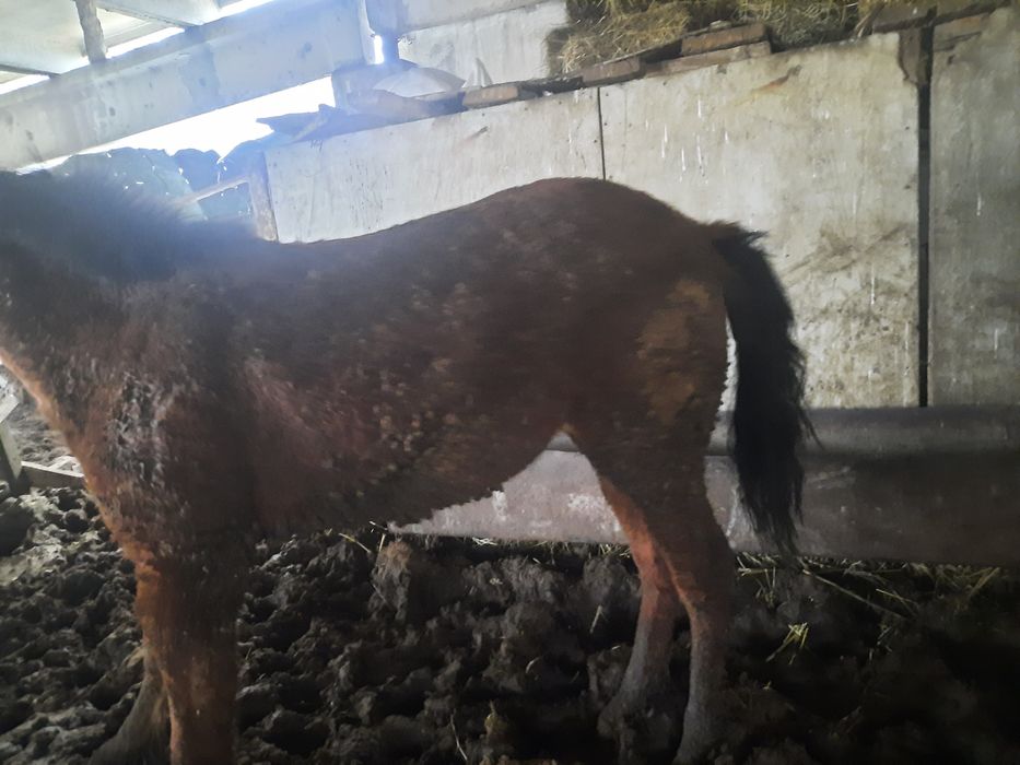 Семіз бір жарым жасар  кұнан