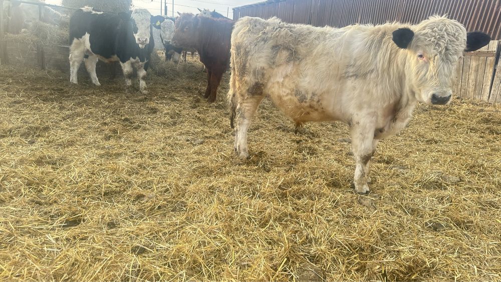 Продам быков на племя