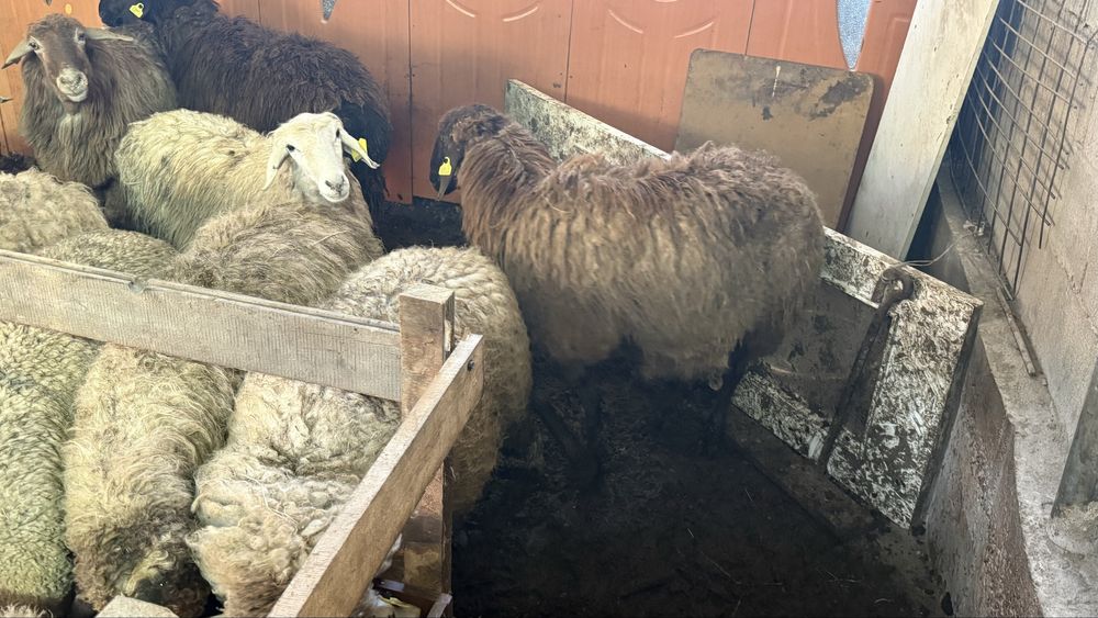 Қой баран тоқты қошақанбар