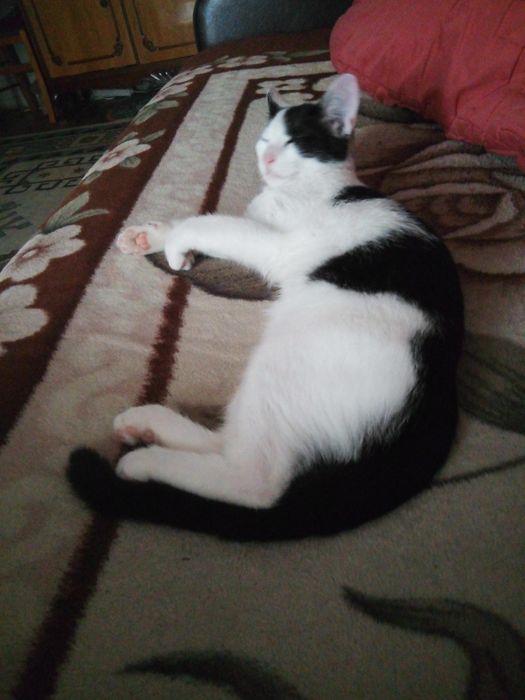 Ofer spre adoptie