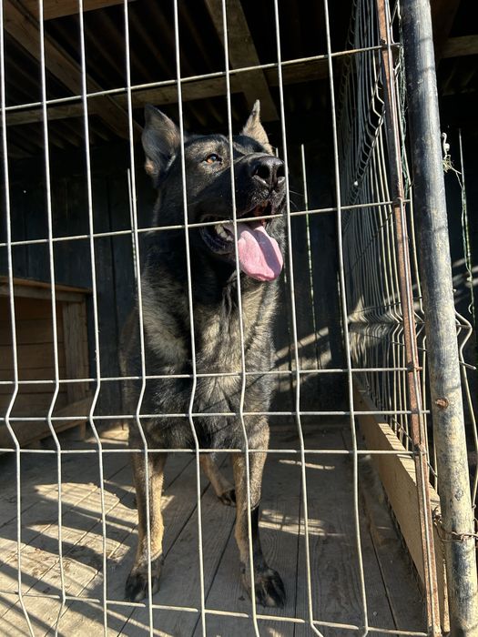 Catei ciobanesc german