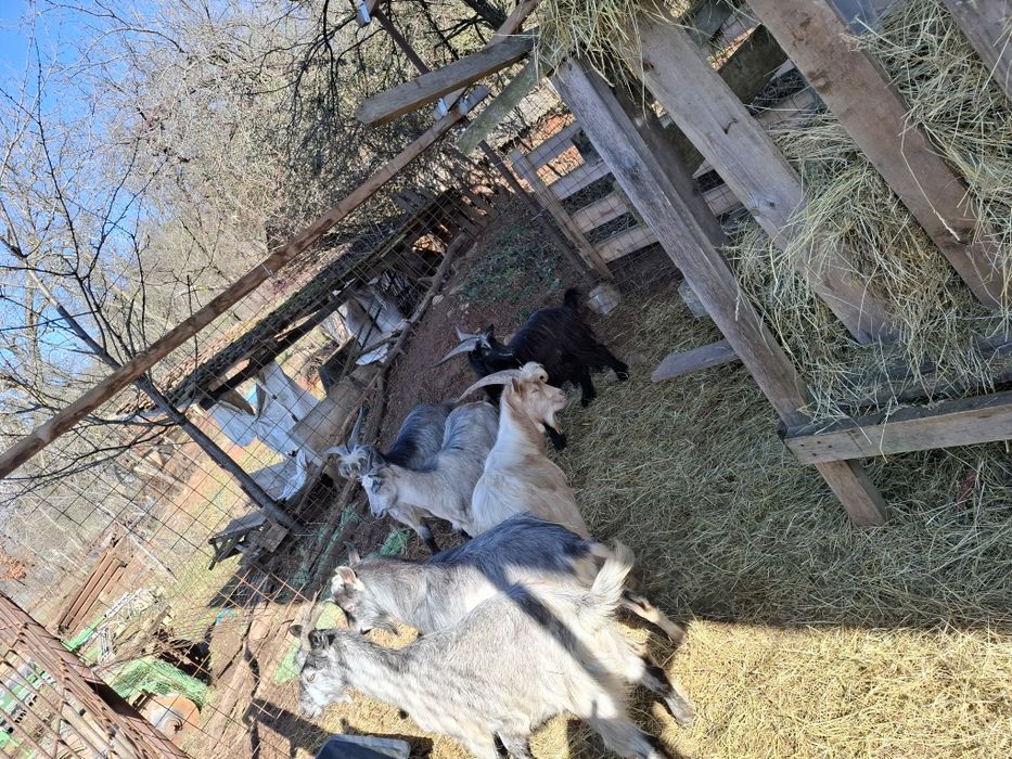 De vânzare tapi de pravila sau taiat.