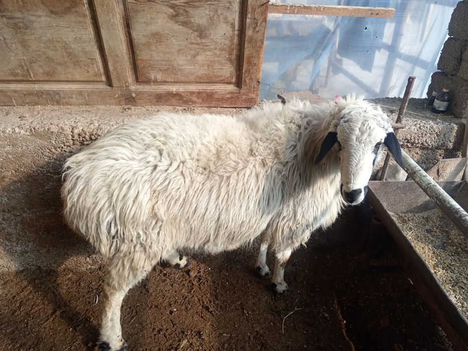 Qochqor Qo'chqor koy кочкор куй