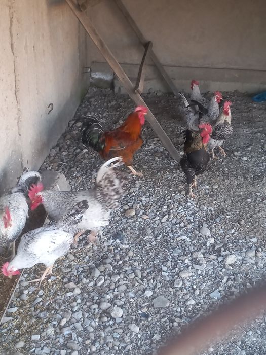 Продам петухов по 3500.