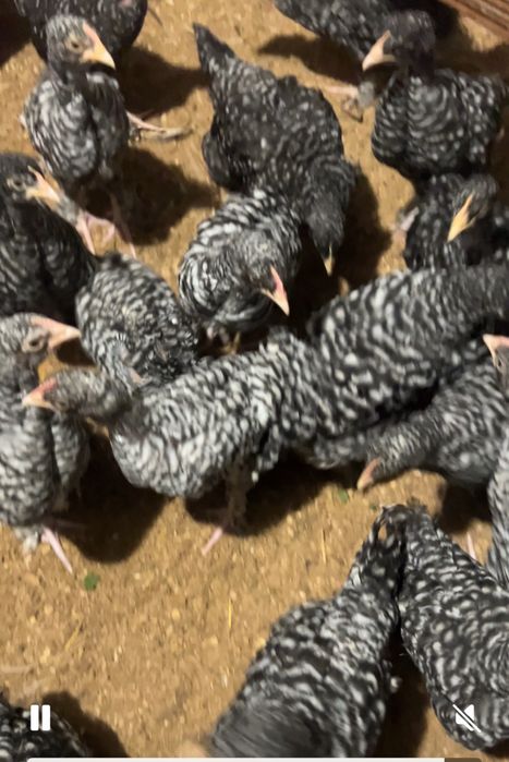 Курочки молодые (цыплята)