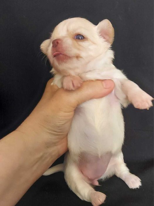 Продаю щенков чихуахуа