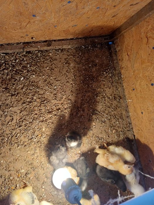 Цыплята 3 недельные