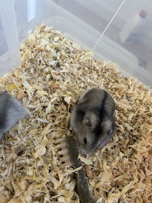 Vand hamsteri Galati