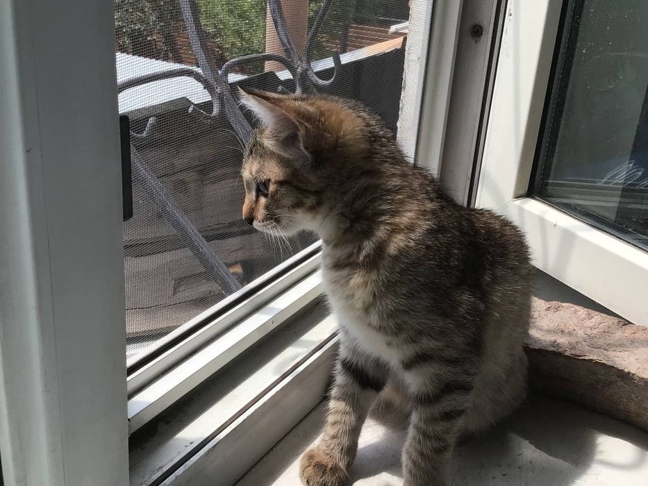 Котёнок в хорошие руки