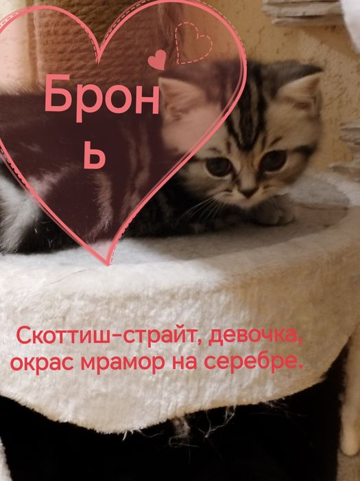 Шотландские котята