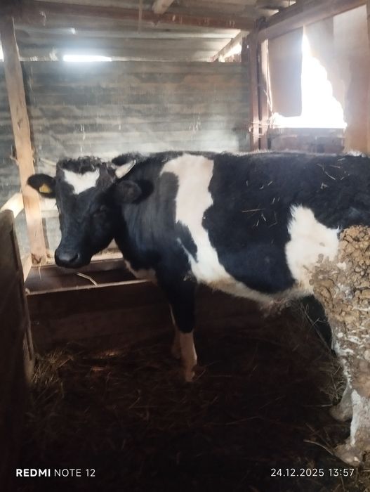 Бордақы бұқа 1,5 жасар