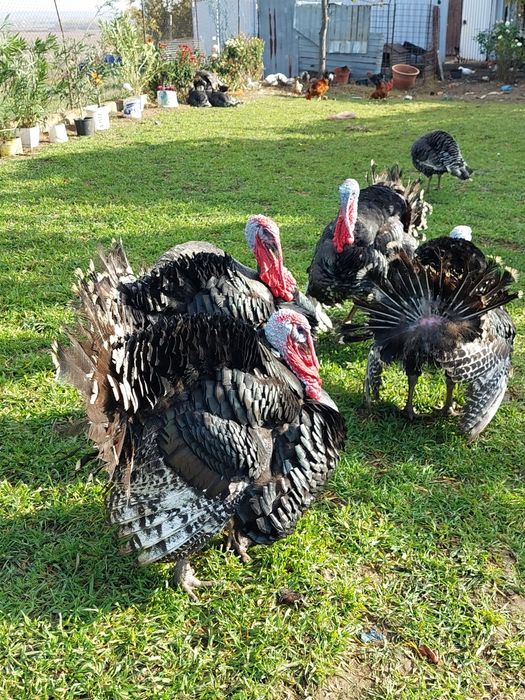 Curci și curcani de vânzare