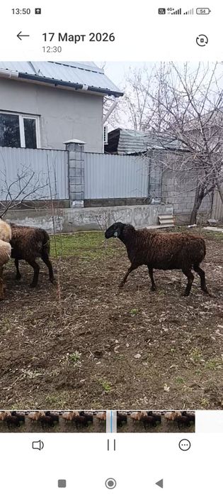 Гиссар матки котные