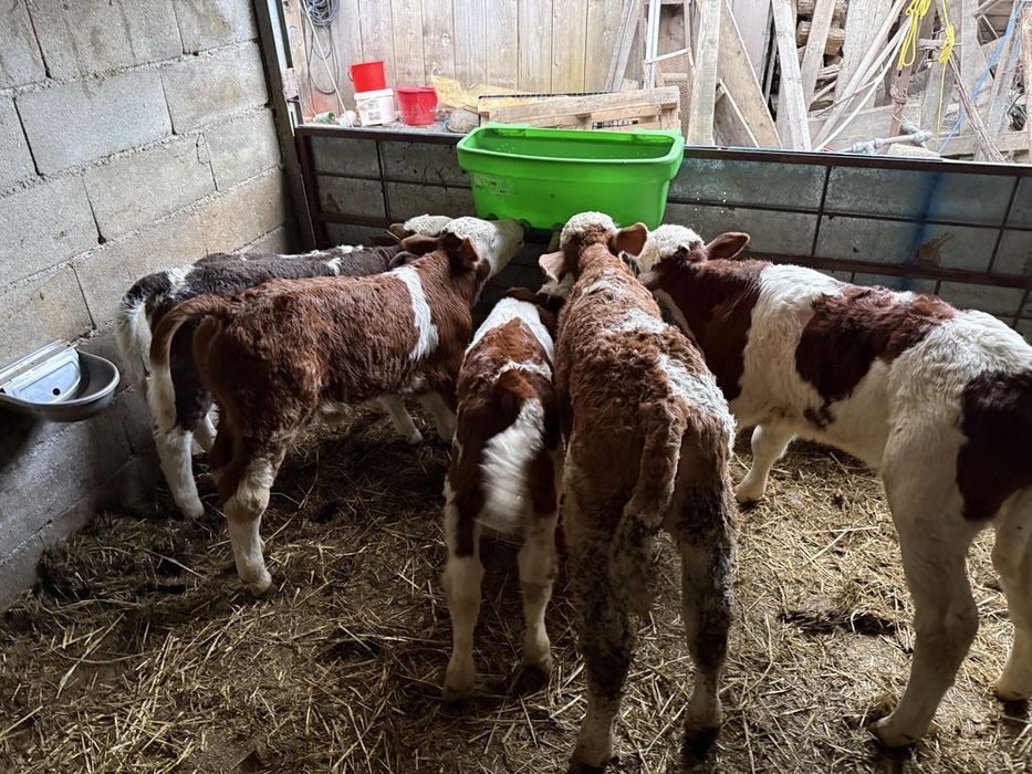 Aduc vitei la domiciliu !!!