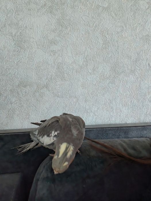 Продам попугая корелла