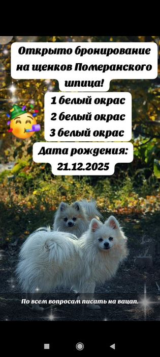 Продам Померанского Шпица