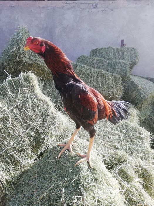 Продаётся о Шамо