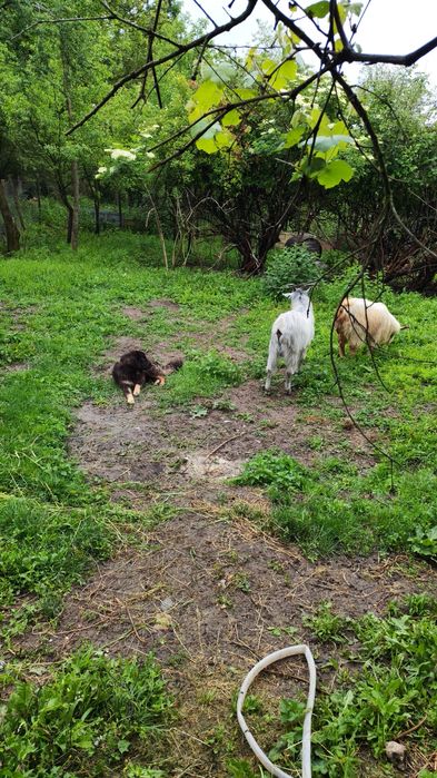 Mastiff Tibetan femelă