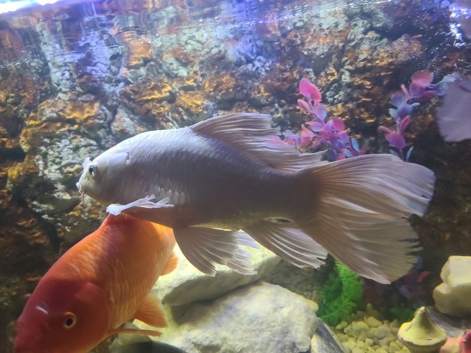 Akvarium baliqlari har xil turdagi.  O‘lchamlari katta.