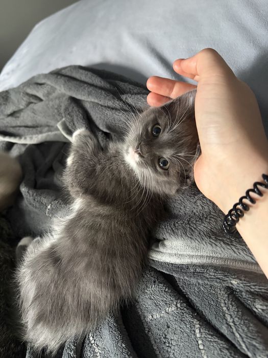 Отдам котят в добрые руки