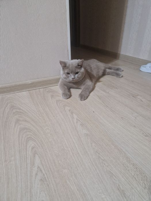 Продам ласкового британца